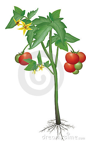 Tomato Plant Stock Illustrations.