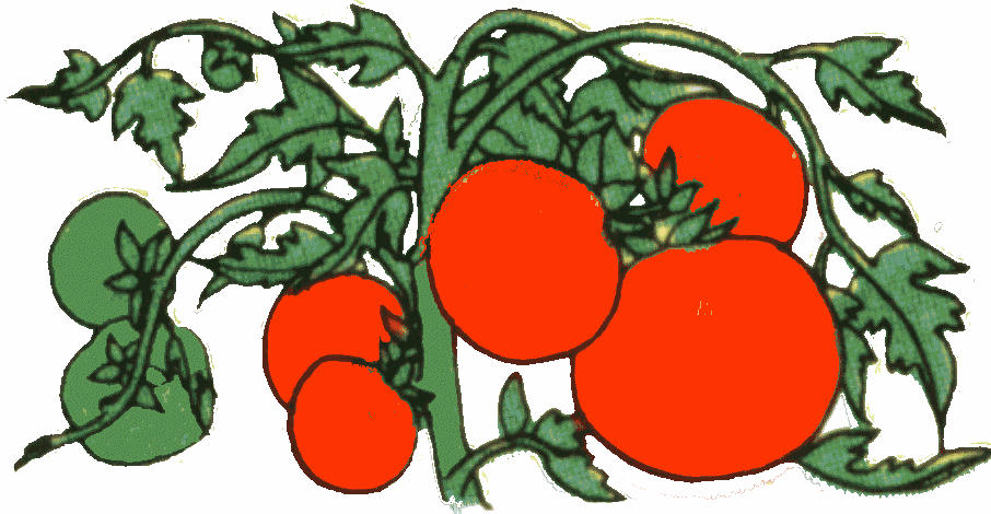 Clipart tomato plants.