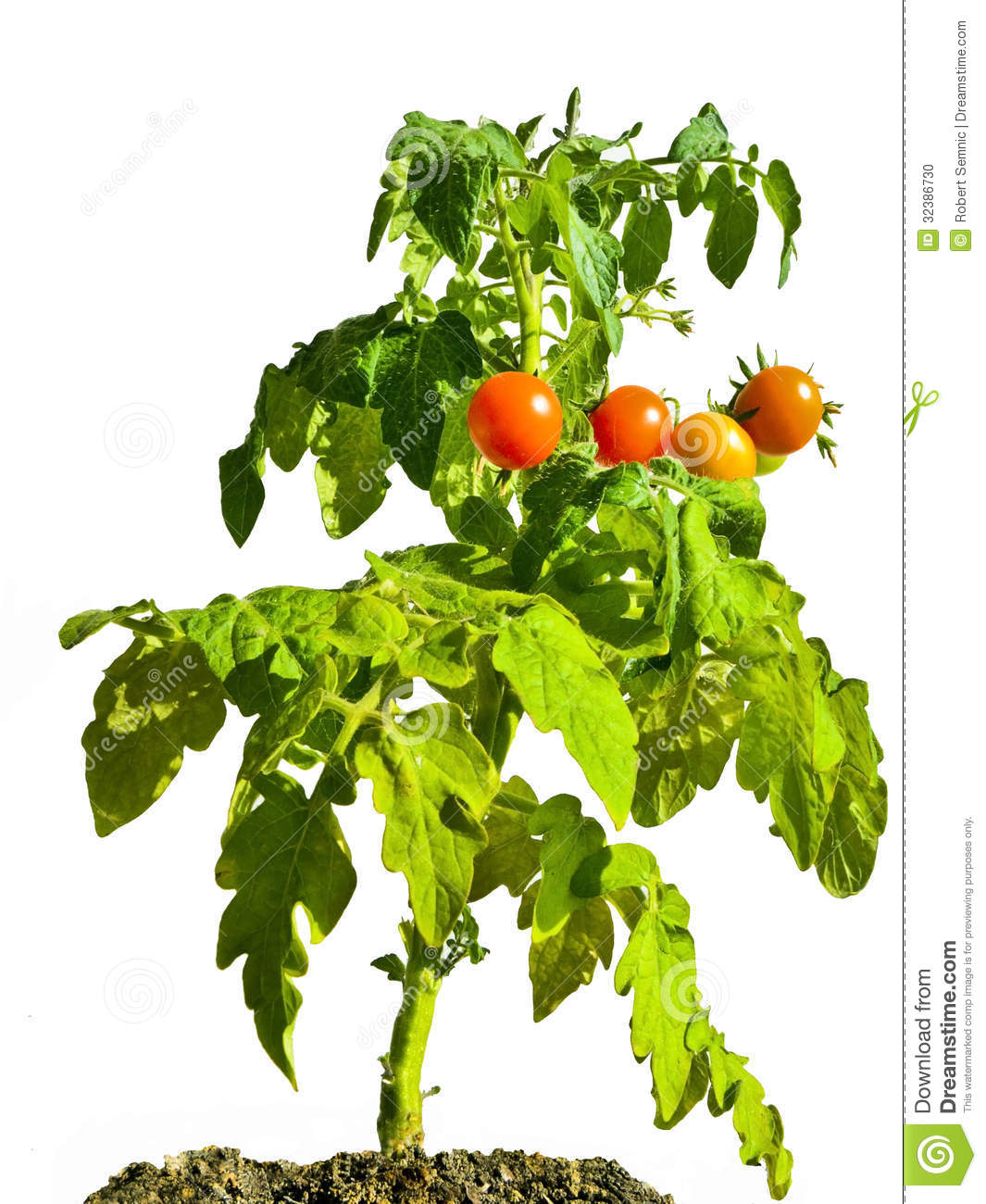 Cherry Tomato Plant Stock Photo.