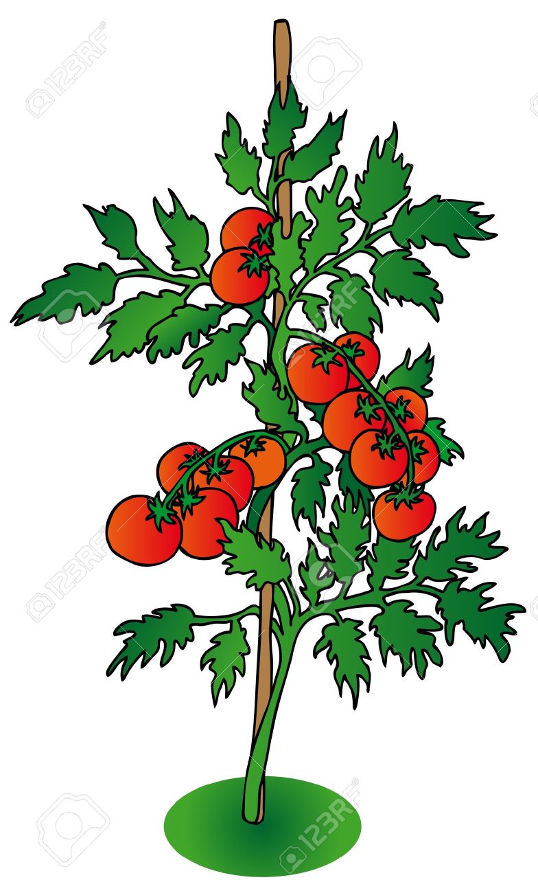 download pruning tomato plants for free