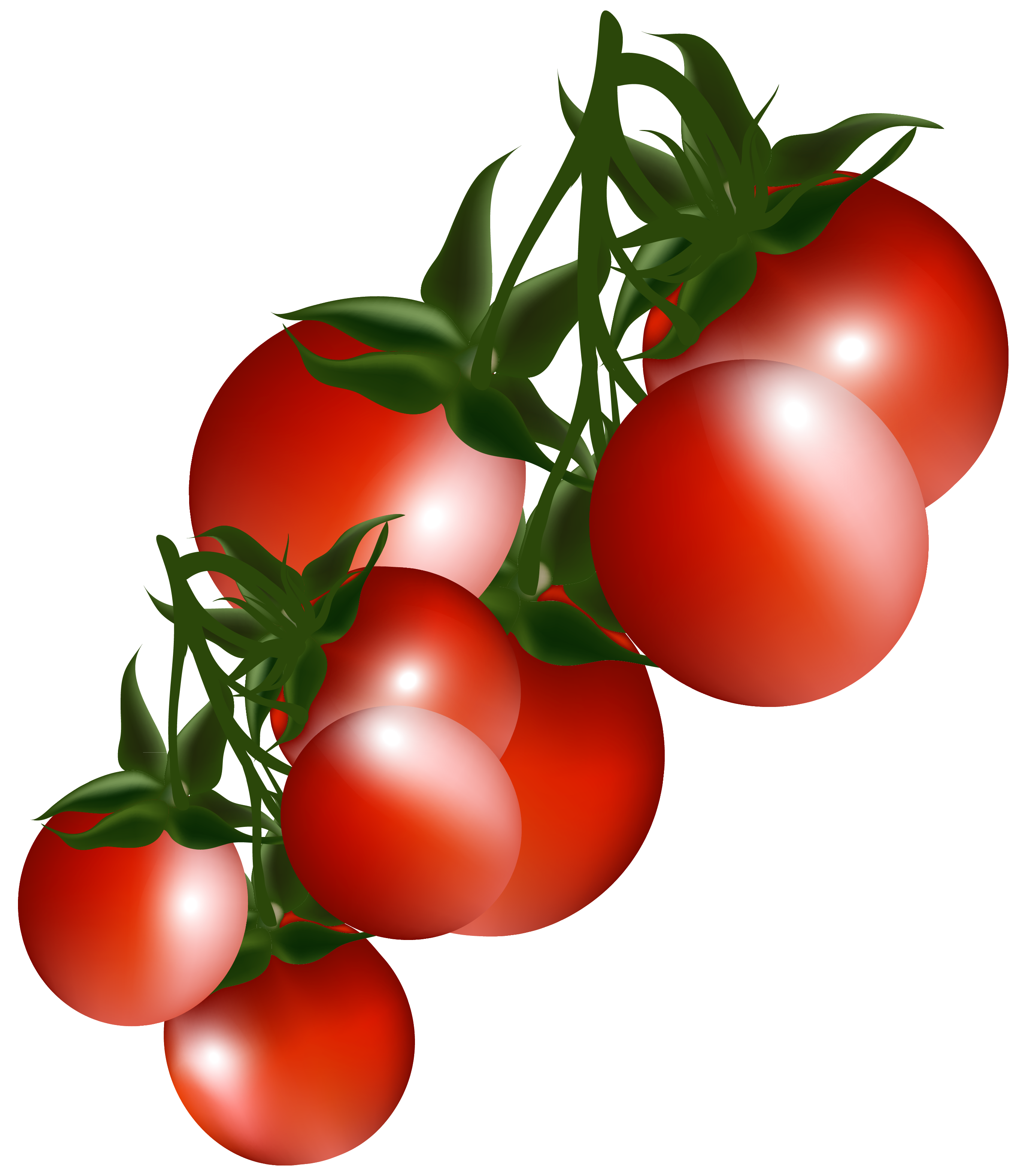 Free clipart tomatoes.