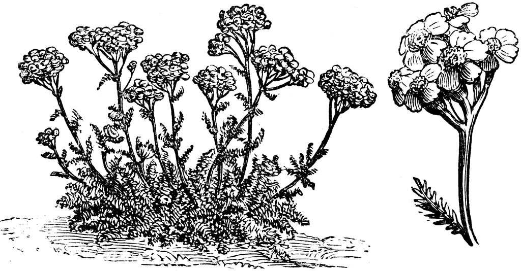 Achillea Tomentosa Flowers.