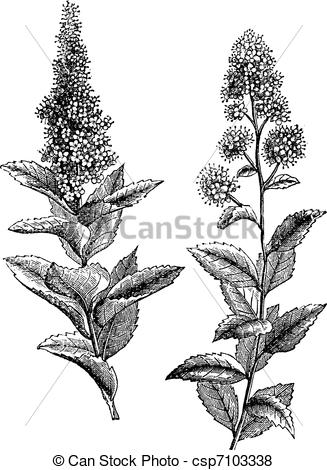 Vector of Spiraea salicifolia and Steeplebush or Spiraea tomentosa.