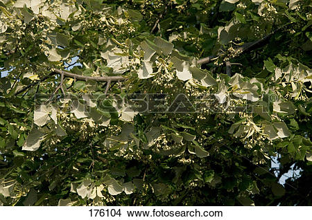 Stock Photo of Silver Lime, Silver Linden (Tilia tomentosa). Twigs.