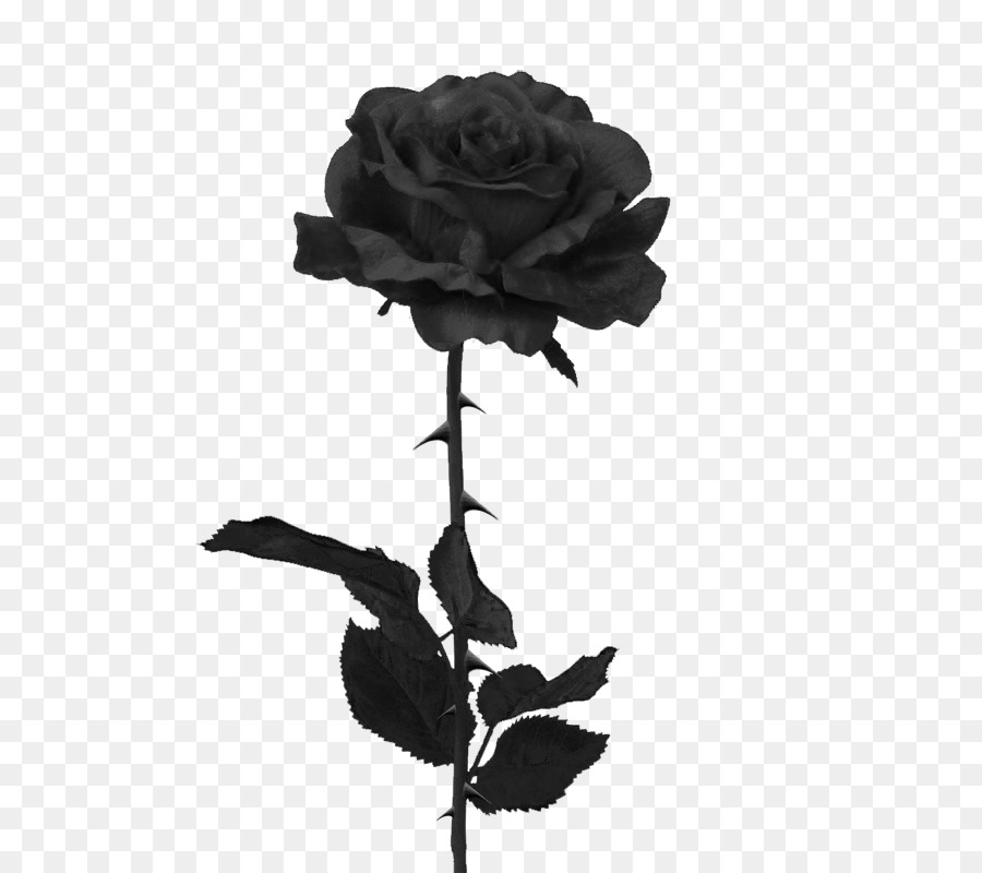 Rose Black And White clipart.