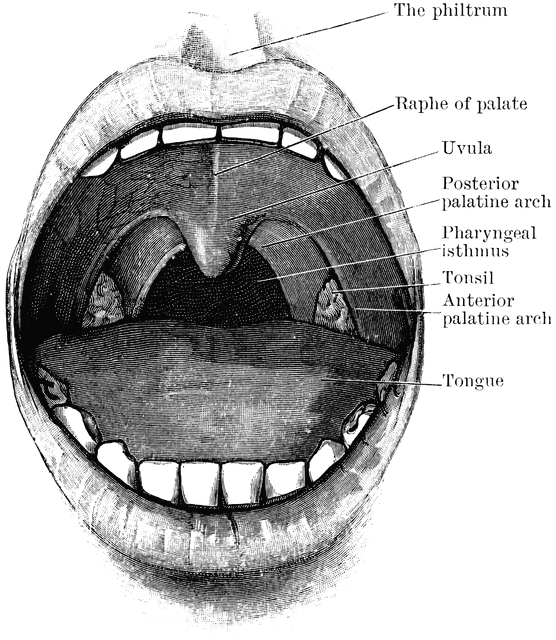Mouth Showing Palate and Tonsils.