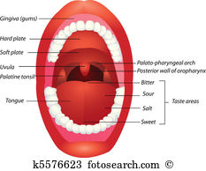 Tonsils Clip Art and Illustration. 65 tonsils clipart vector EPS.