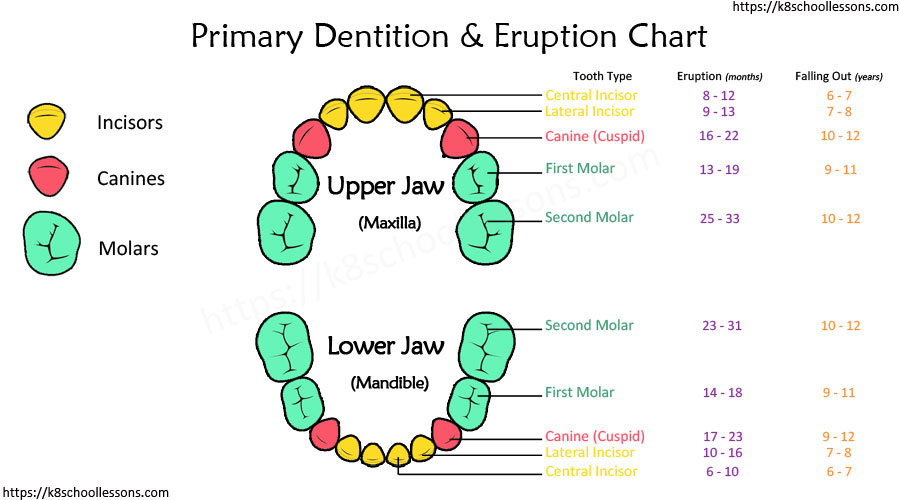 Human Tooth Structure for Kids.