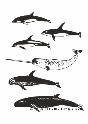 toothed whales.