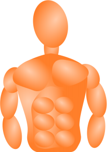 Torso Clipart Free Cliparts Download Images On Clipground