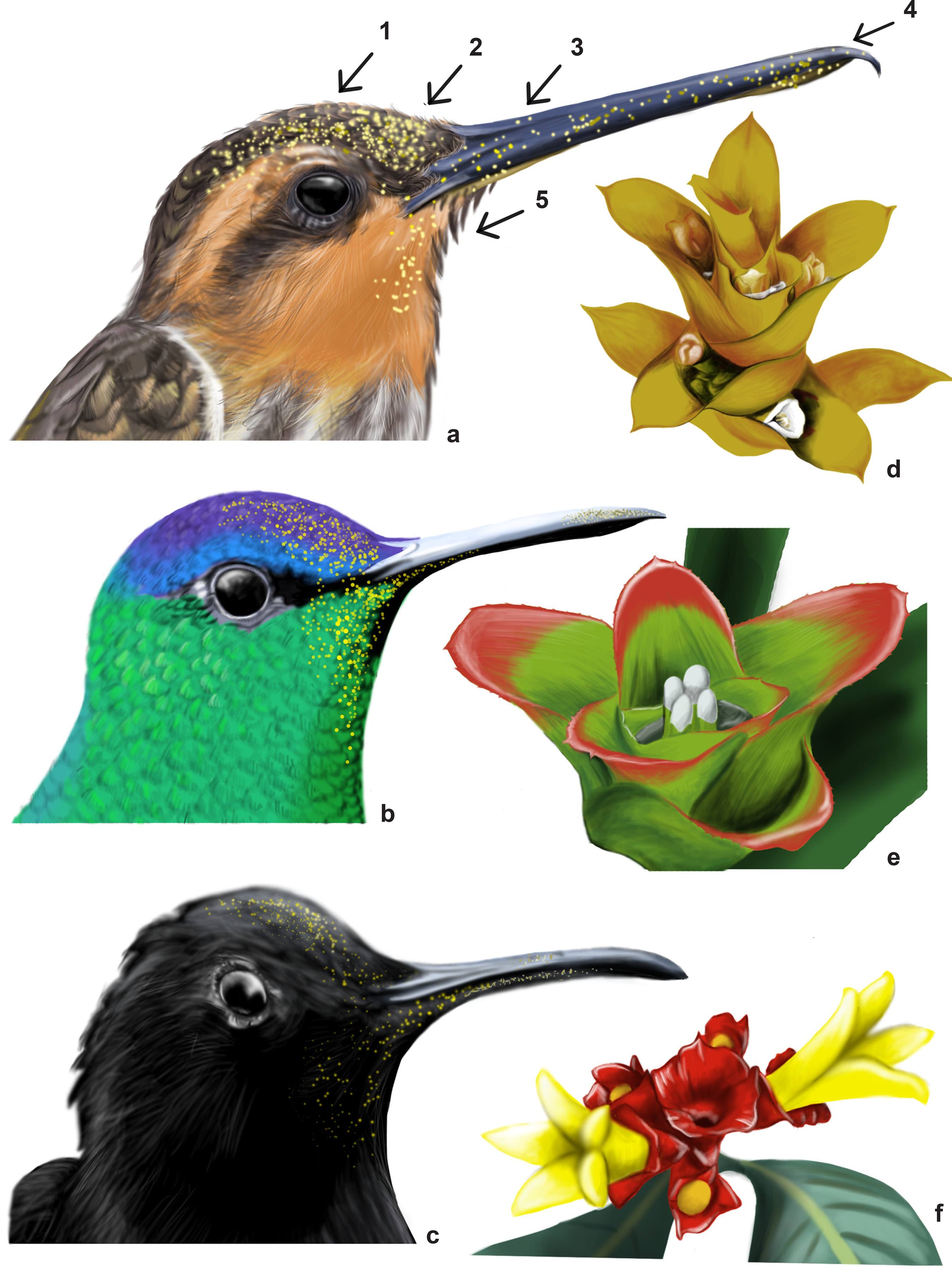 Heterospecific pollen deposition among plants sharing hummingbird.