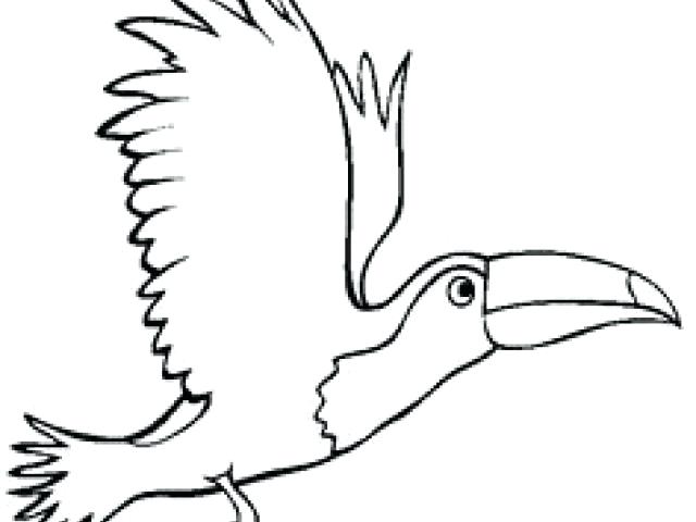 Collection of Toucan clipart.