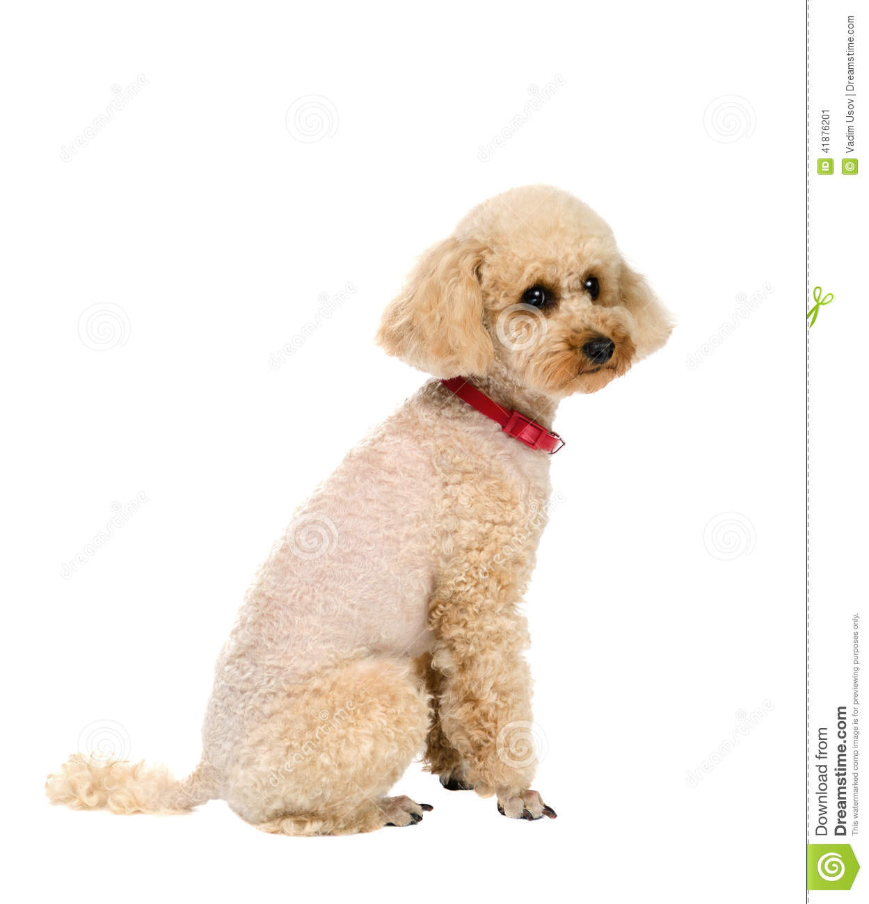 Miniature Poodle Clipart.