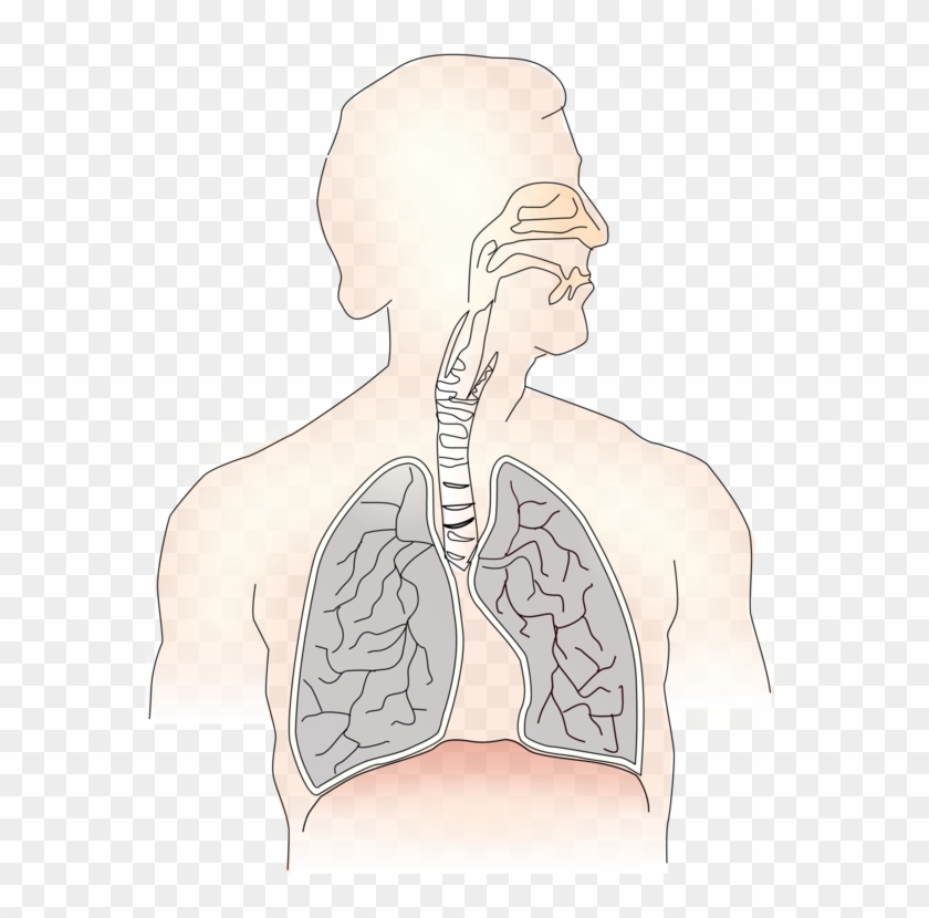 Inhalation Lung Exhalation Respiratory System Trachea.