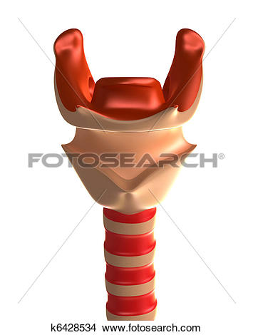 Clipart of Larynx with trachea and vocal cords k5874791.