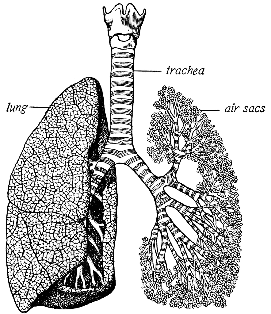 Trachea and lungs.