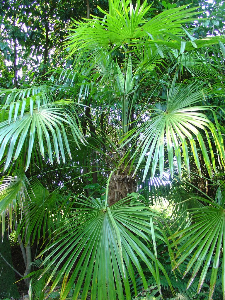 Trachycarpus fortunei.