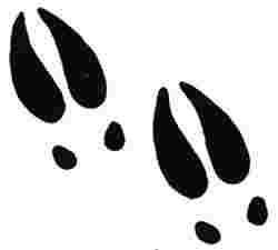 Cliparts Library: Moose Tracks Clipart Moose Tracks Clipart.