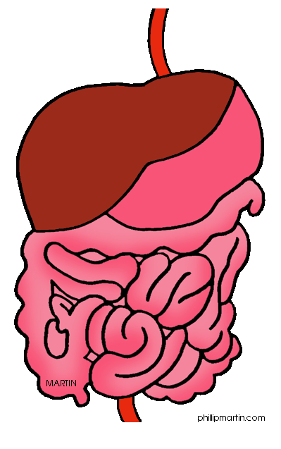 Clip Art of Digestive Tract.