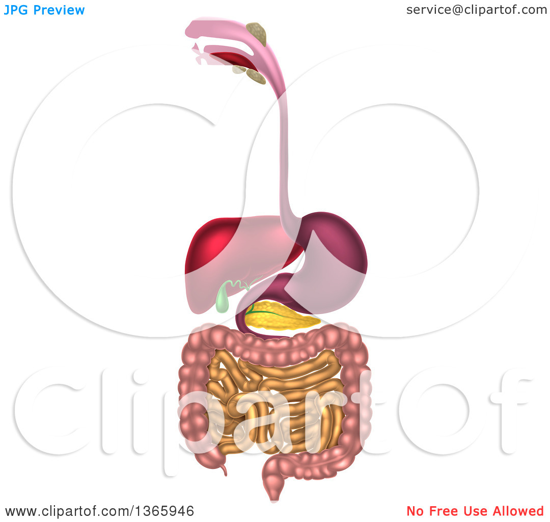 Clipart of a 3d Diagram of the Human Digestive System, Digestive.