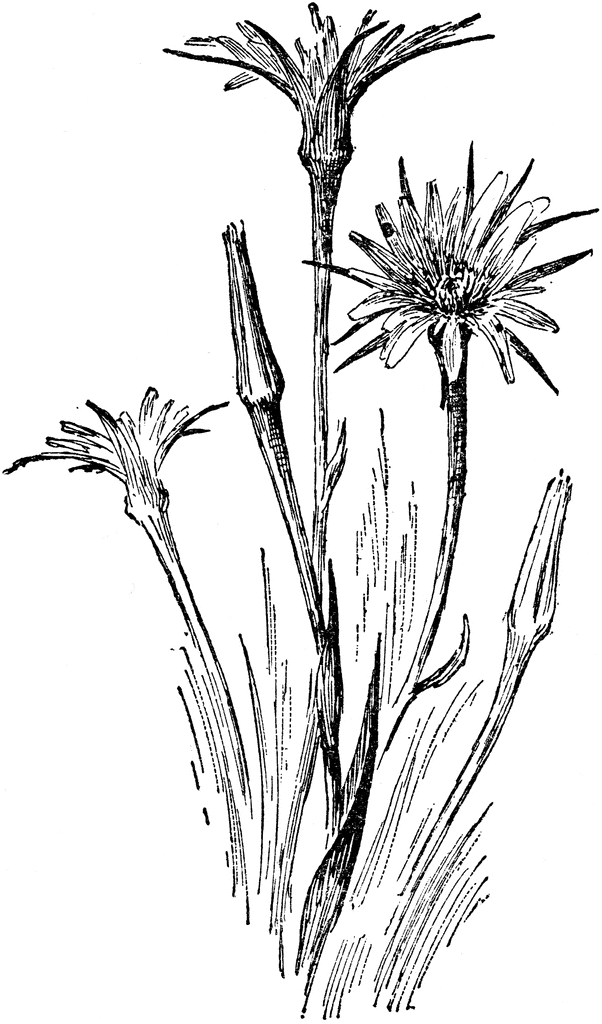 Tragopogon Porrifolius.