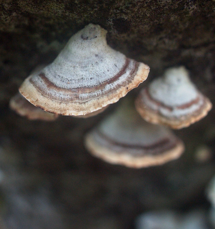 Turkey Tail mushroom Trametes versicolor.