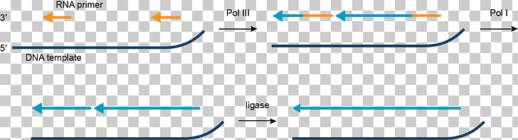 Transcription DNA replication Translation DNA polymerase.