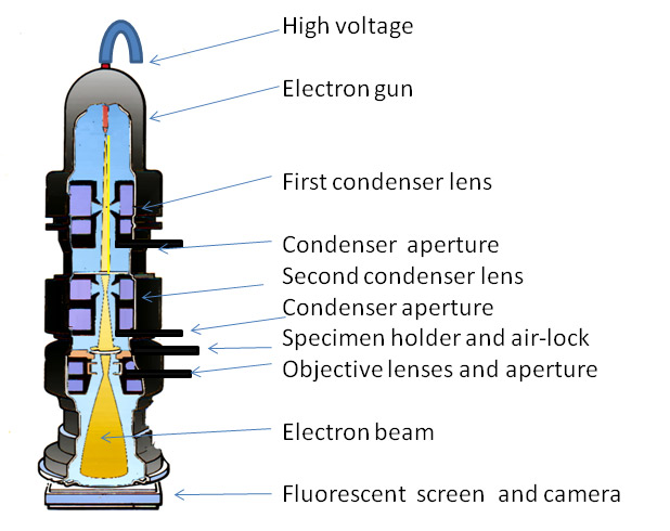 The Transmission Electron Microscope.