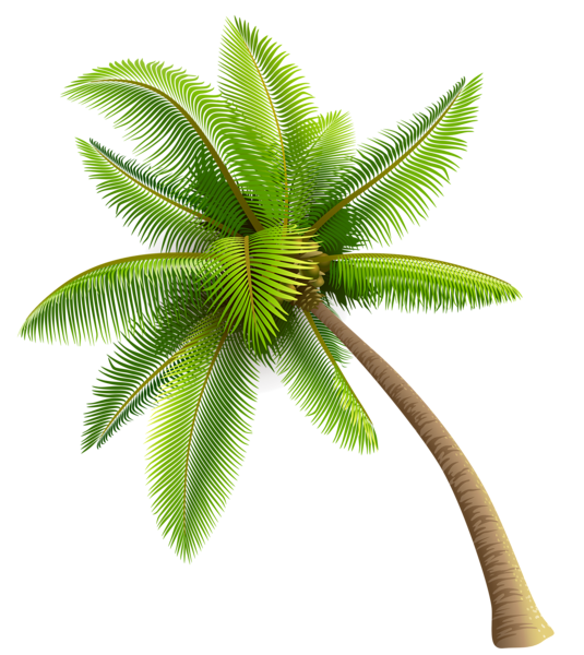 Coconut Tree PNG Images Transparent Free Download.