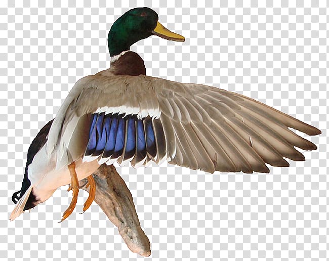 Duck Mallard Bird Eurasian Wigeon Flight, duck transparent.