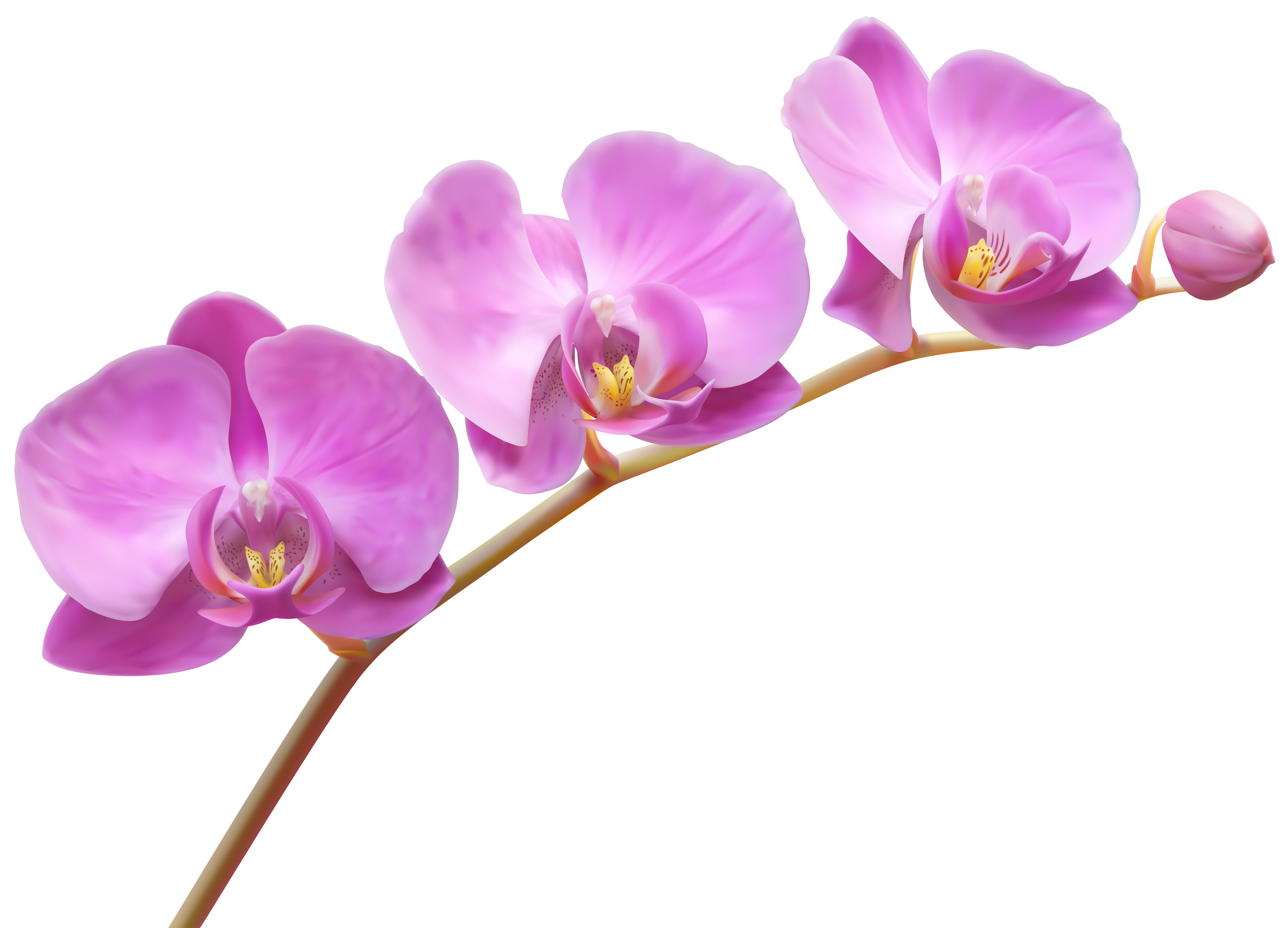 Orchids Transparent PNG Clip Art Image.