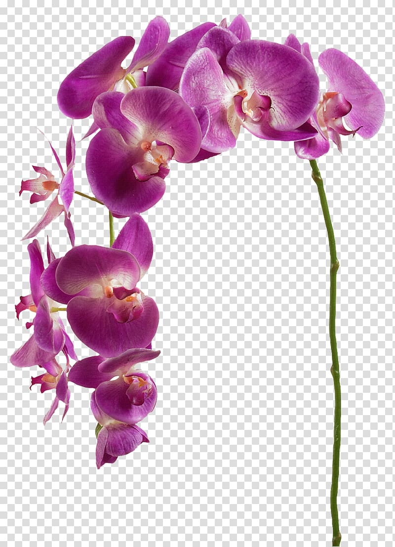 transparent background orchid flower clipart 10 free Cliparts