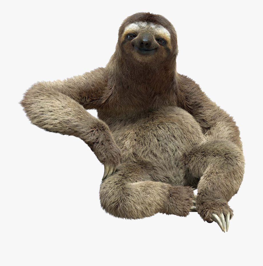 Sloth Png.