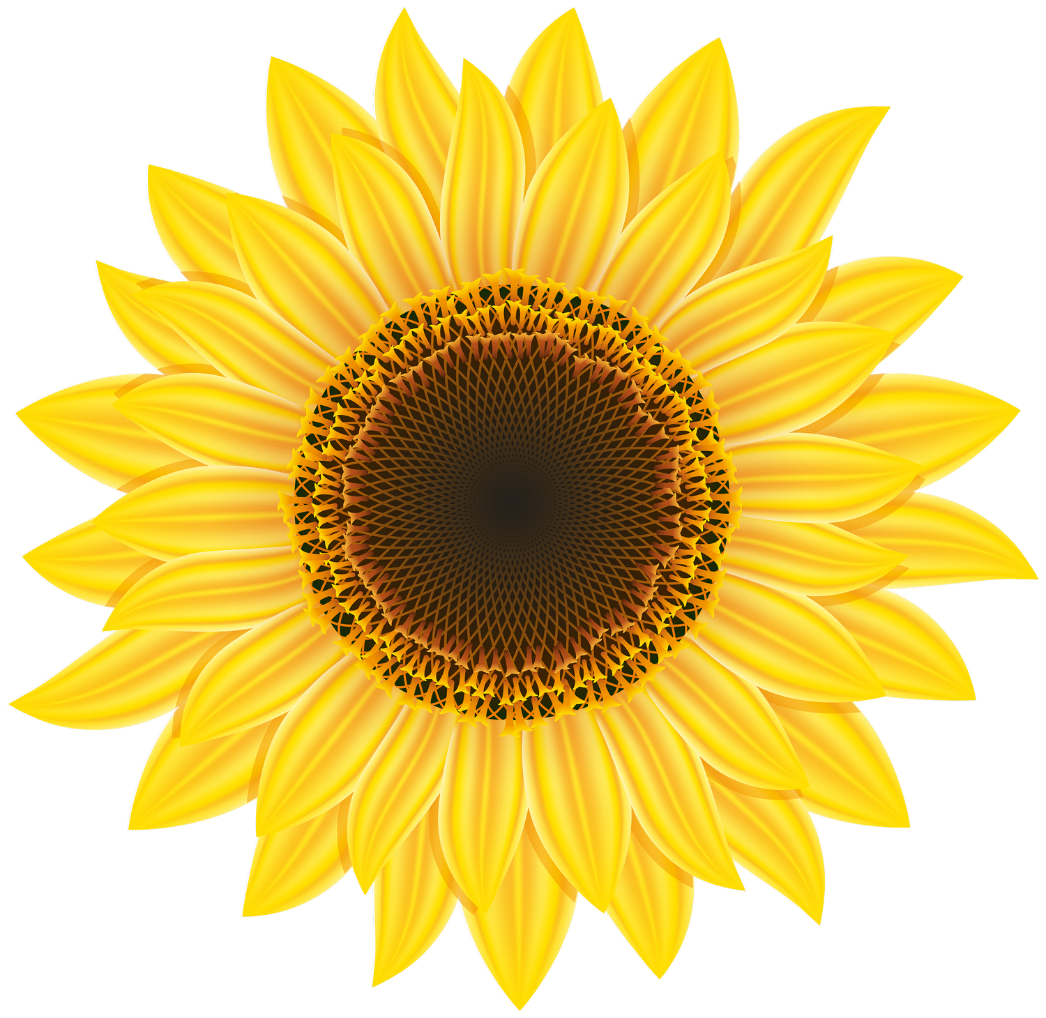 Free Free 312 Sunflower Svg Transparent Background SVG PNG EPS DXF File