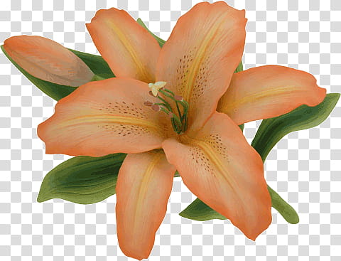 Orange and green lily flower transparent background PNG.