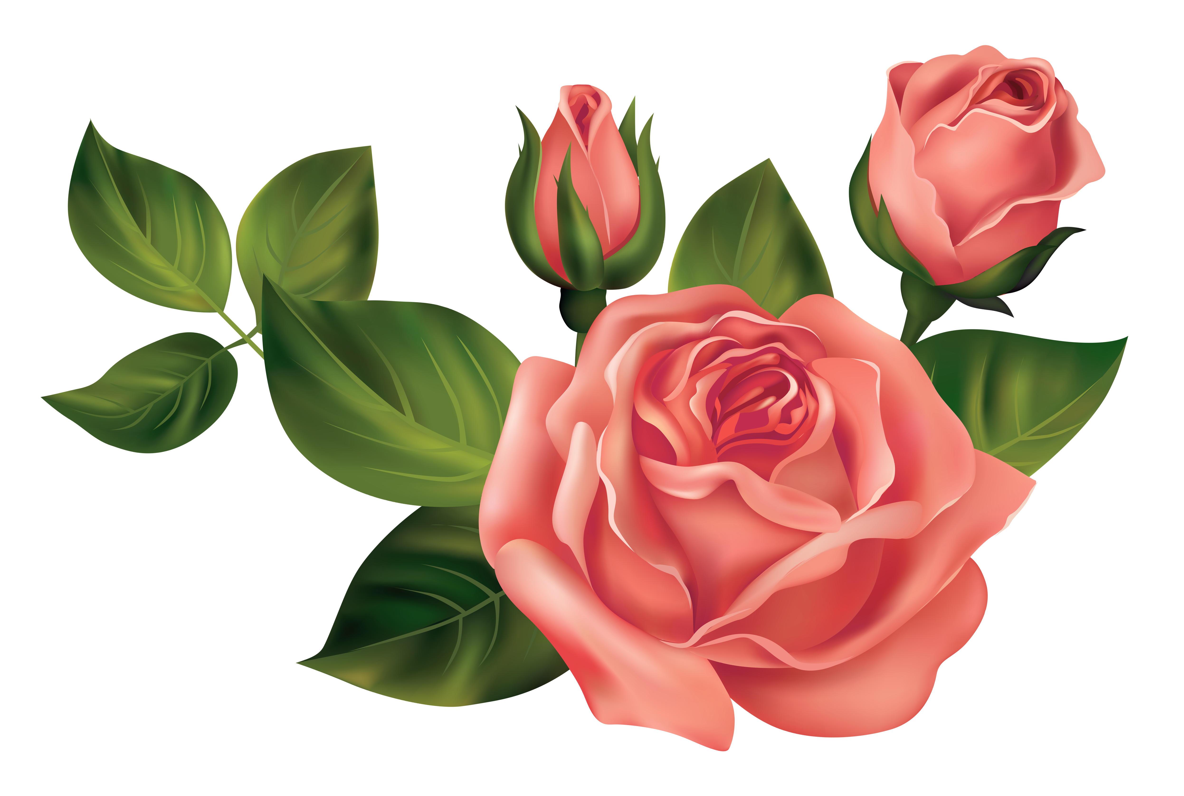 Transparent Roses PNG Clipart Picture.