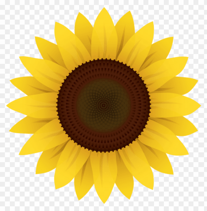 sunflower clipart png PNG image with transparent background.