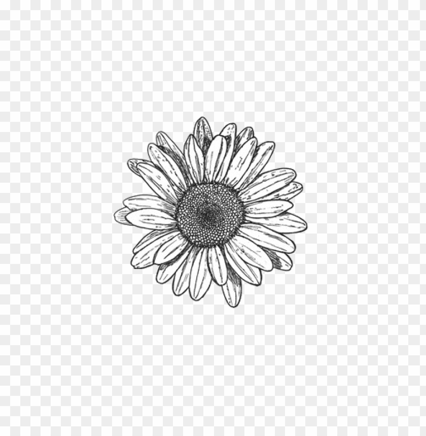 sunflower png tumblr PNG image with transparent background.