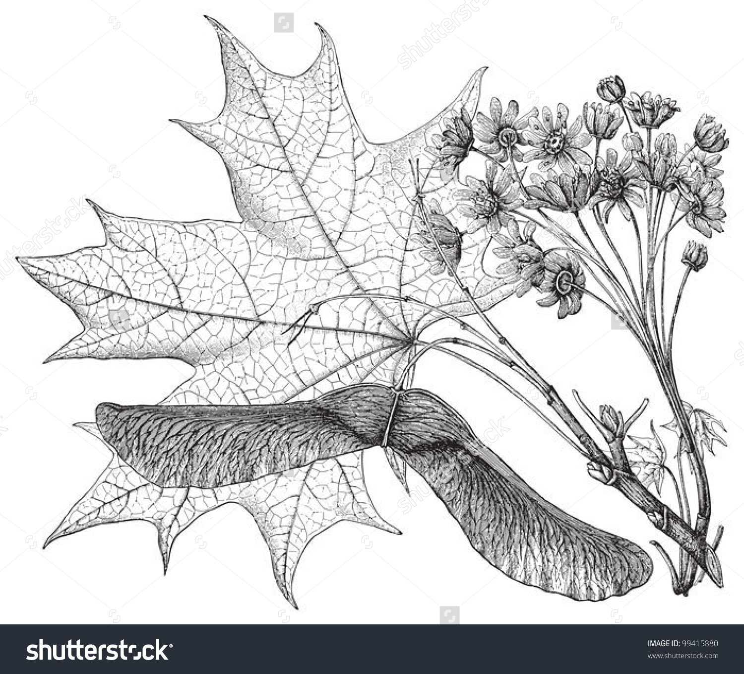 Norway Maple Acer Platanoides Vintage Illustration Stock Vector.