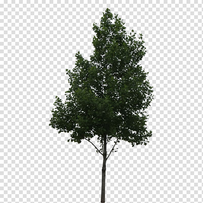 Tree Architecture Deciduous, tree transparent background PNG.