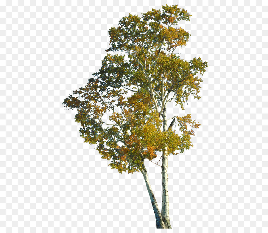 Download Free png Tree Autumn Branch Trunk Autumn trees png.