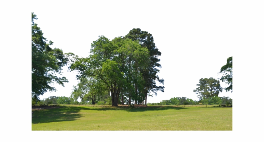Background Trees Png.