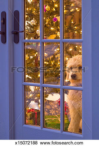 Pictures of Golden Doodle puppy looking out glass door with.