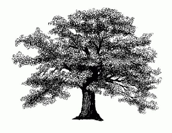 Oak Tree Clip Art.