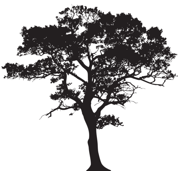 Oak Africa Tree Clipart Black And White.