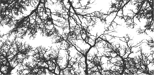 Tree Branches Vector (EPS, SVG, PNG).