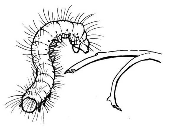 Caterpillars, : A Hairy Caterpillar at the Edge of the.