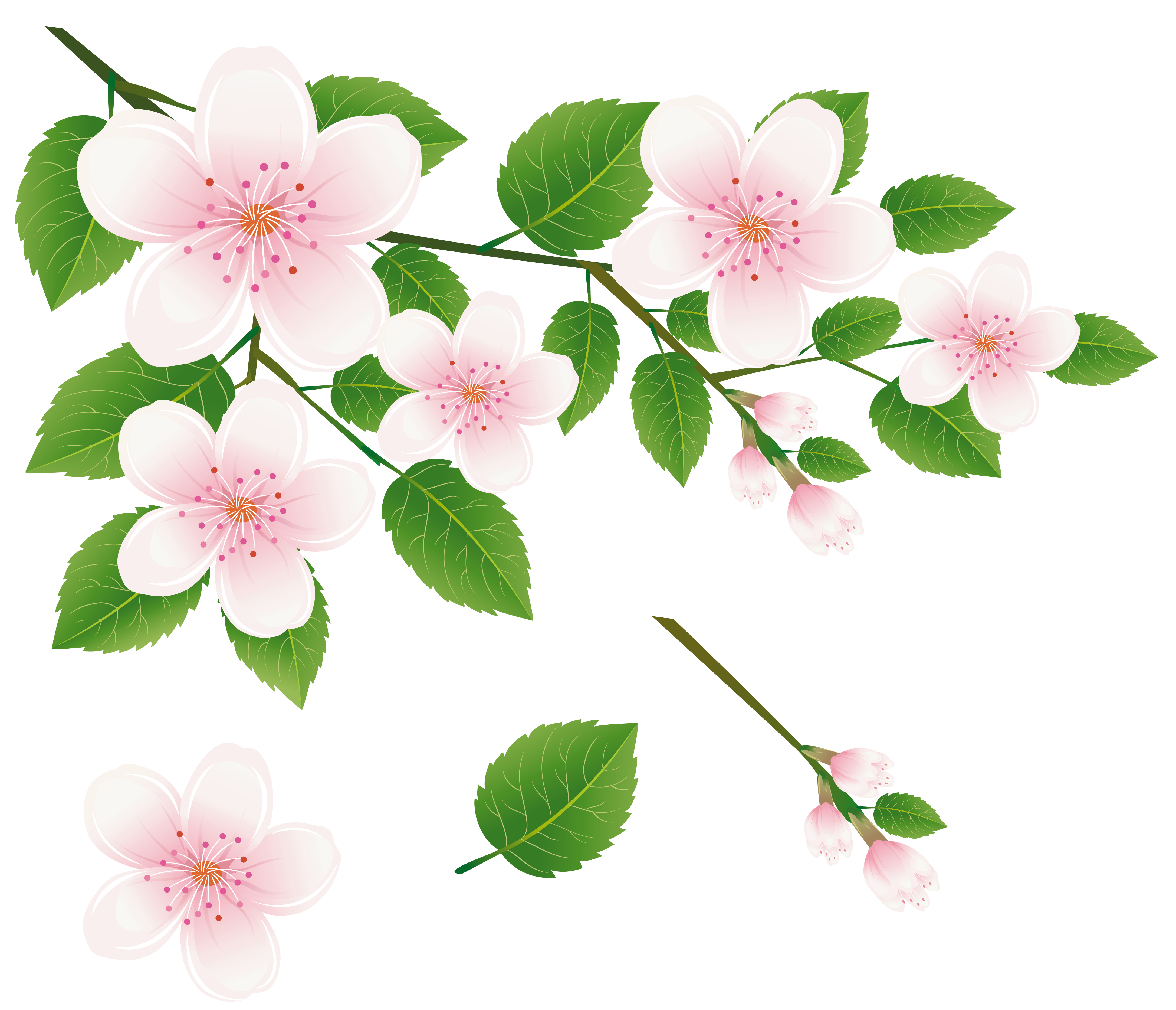 Spring Tree Branch with Flowers PNG Clipart Picture.