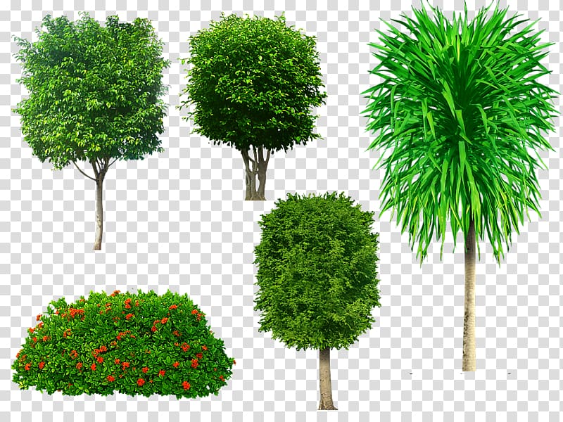 tree clipart psd 10 free Cliparts | Download images on Clipground 2022