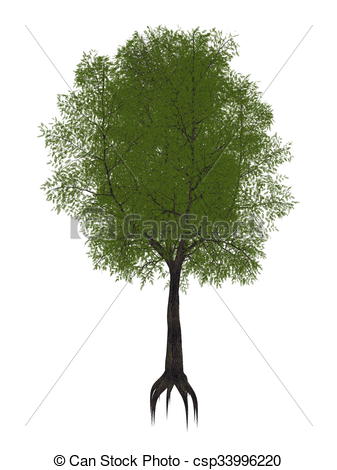 Clip Art of Tamarind tree, tamarindus indica.
